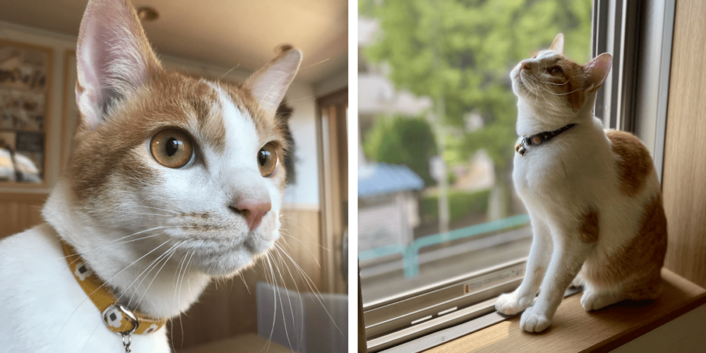 小太郎の顔写真